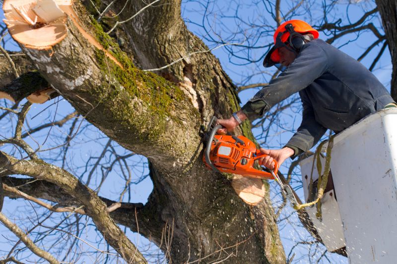 Dead Tree Removal in Doylestown, PA