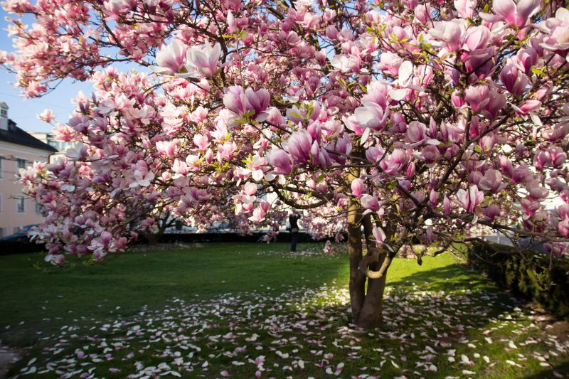 Magnolia Tree Pruning in Doylestown, PA