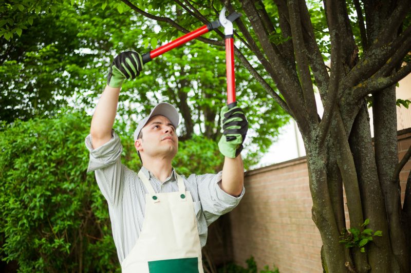 Local Tree And Shrub Pruning pros at work