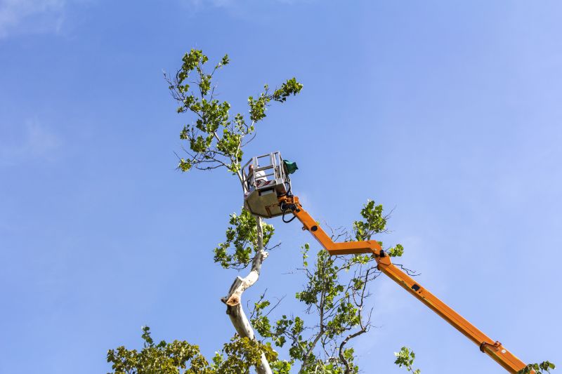 Tree And Shrub Pruning