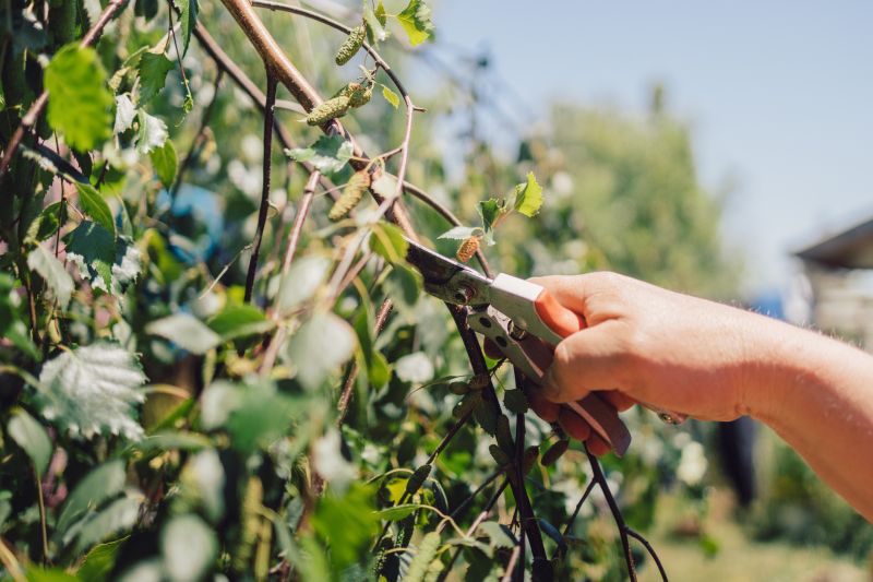 Birch Tree Pruning in Doylestown, PA