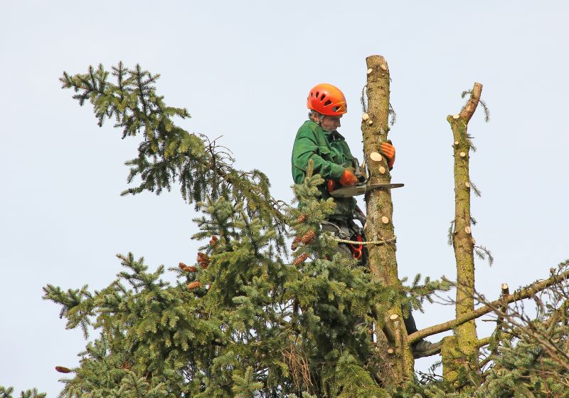 Cedar Tree Trimming in Allentown, PA
