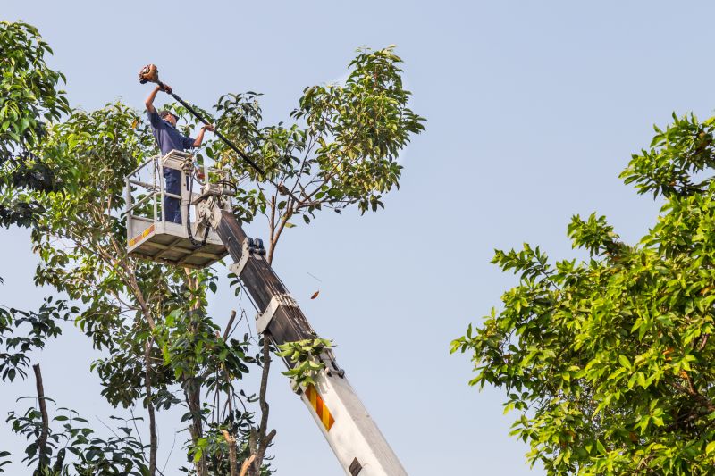 Commercial Tree Trimming in Denver, CO