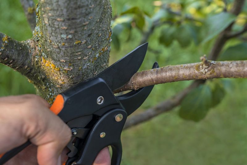 Tree And Shrub Pruning