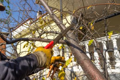 Tree And Shrub Pruning