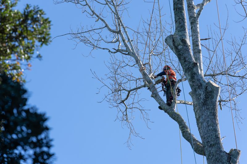 Tree And Shrub Pruning