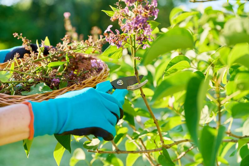 Crape Myrtle Pruning in Aiken, SC