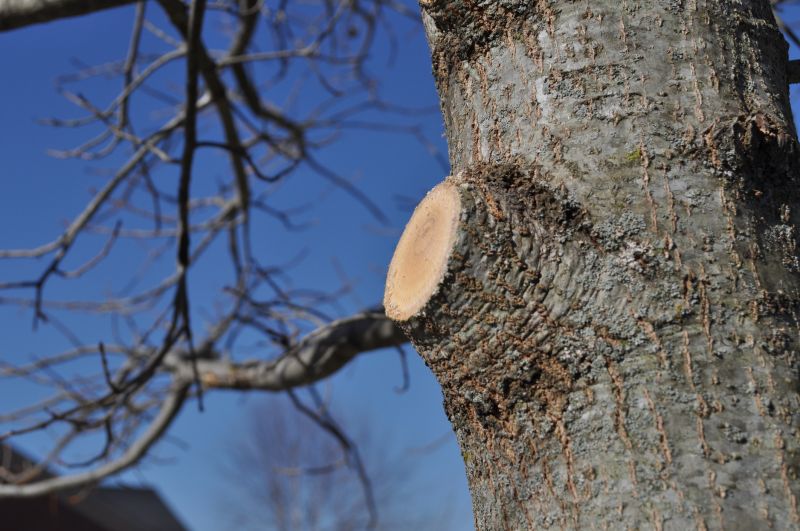 Cypress Tree Trimming in Pottstown, PA