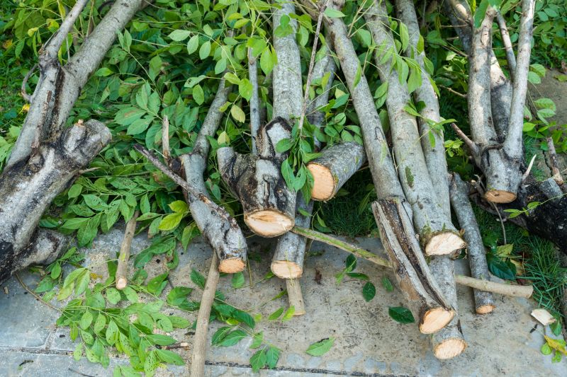 Dead Branch Removal in Allentown, PA