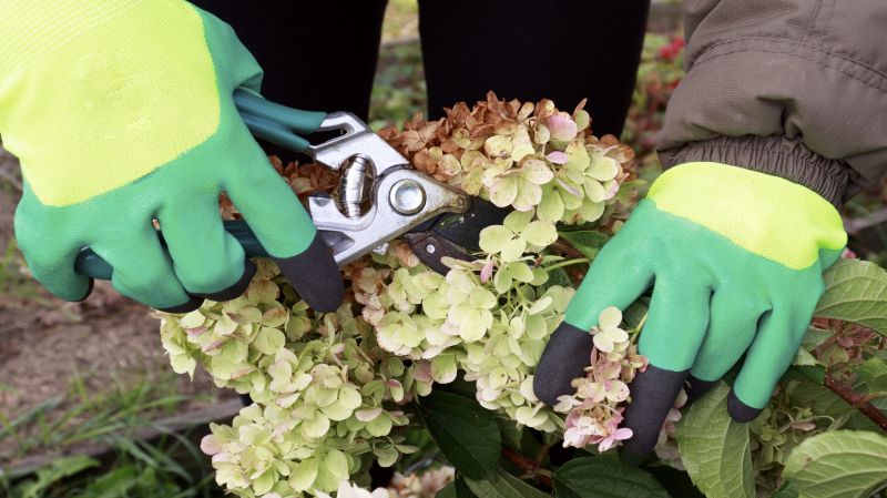 Forsythia Pruning in Aiken, SC