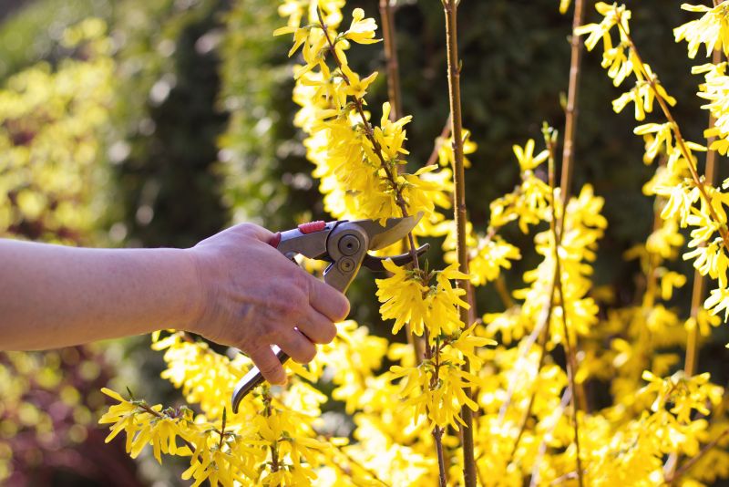 Forsythia Pruning in Ventura County, CA