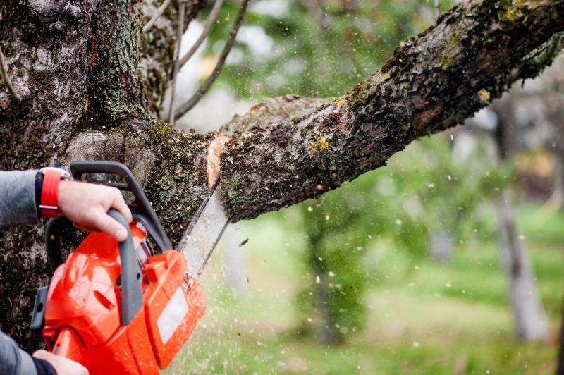 Limbs Trimming in Doylestown, PA