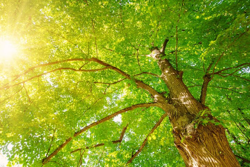 Tree Crown Shaping in Doylestown, PA